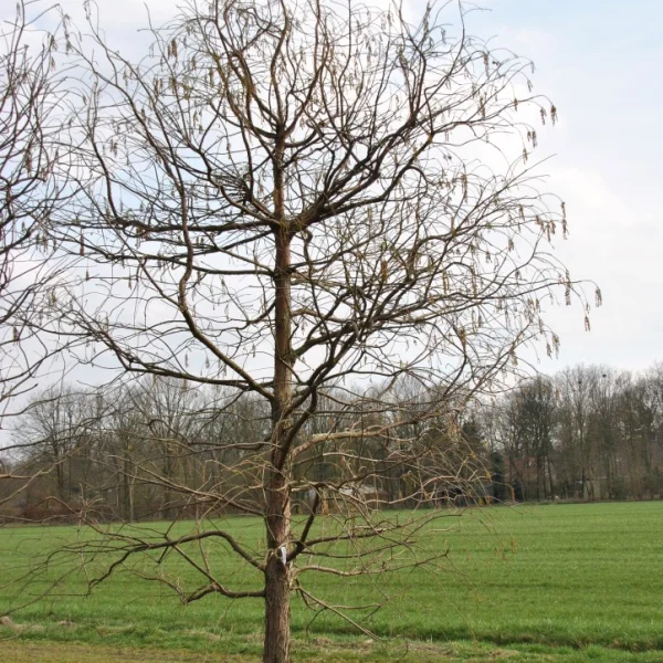 Taxodium distichum 'Pendens' – Taxodiaceae