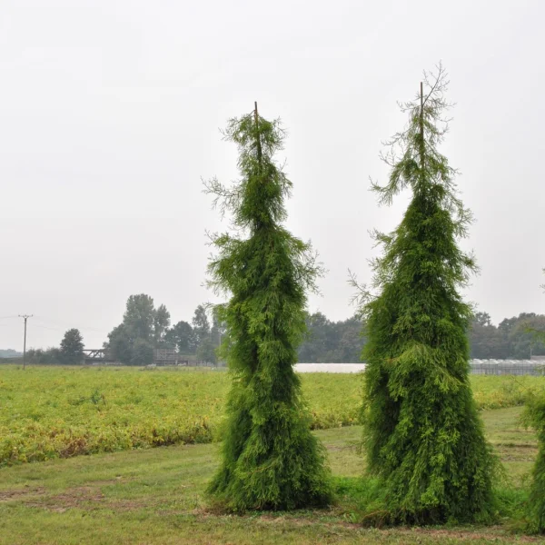 Taxodium distichum 'Pendulum' – Taxodiaceae