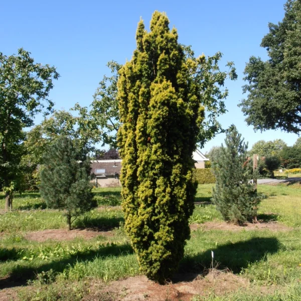 Taxus baccata 'Fastigiata Aurea' – Taxaceae