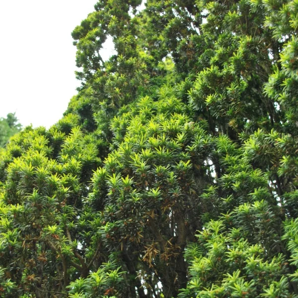 Taxus baccata 'Fastigiata Aureomarginata' – Taxaceae