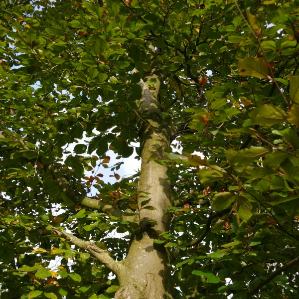 Fagus sylvatica 'Riversii' – Fagaceae