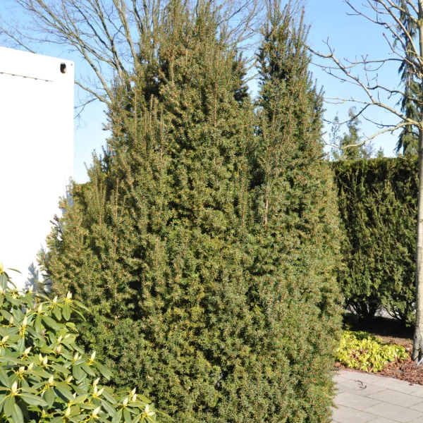 Taxus baccata 'Overeynderi' – Taxaceae