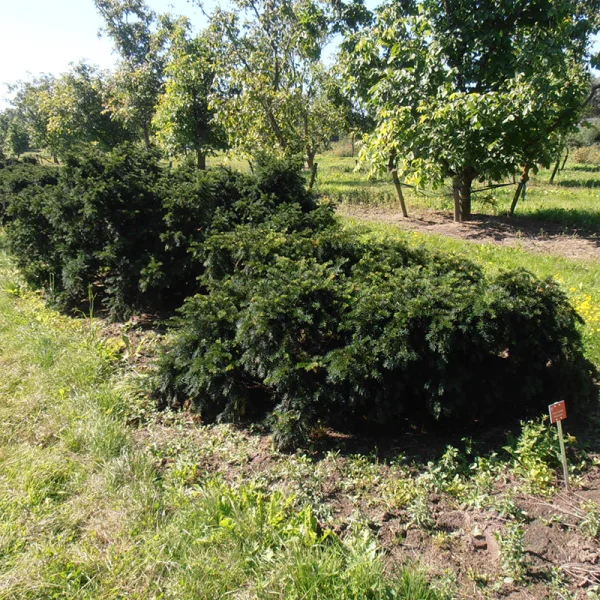 Taxus baccata 'Repandens' – Taxaceae