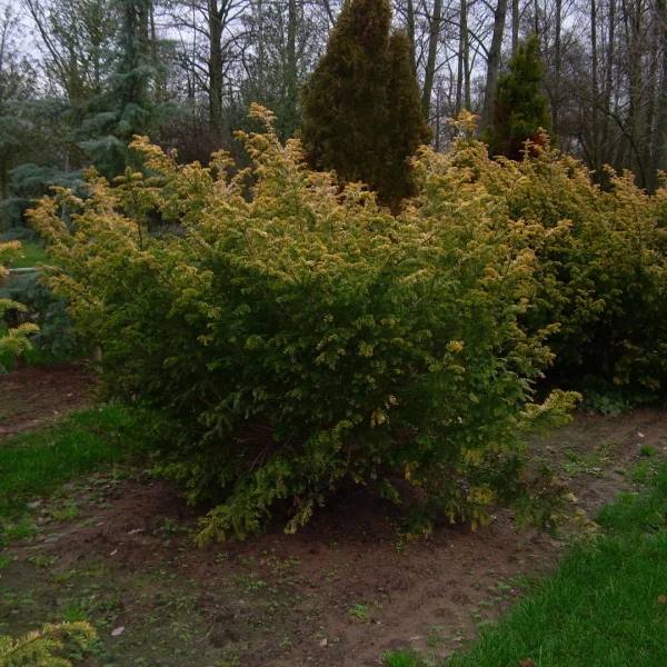 Taxus baccata 'Semperaurea' – Taxaceae