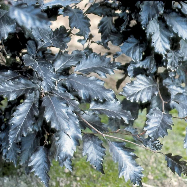 Fagus sylvatica 'Rohan Trompenburg' – Fagaceae