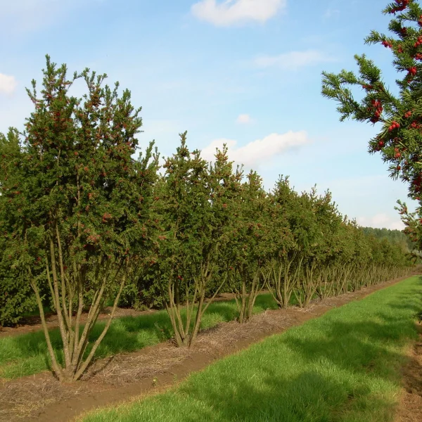 Taxus ×media 'Hicksii' – Taxaceae