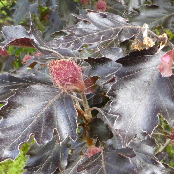 Fagus sylvatica 'Rohanii' – Fagaceae