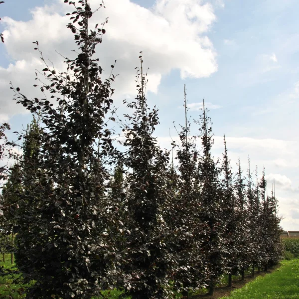Fagus sylvatica 'Spaethiana' – Fagaceae