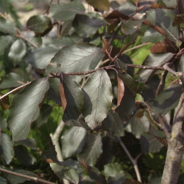 Fagus sylvatica 'Swat Magret' – Fagaceae