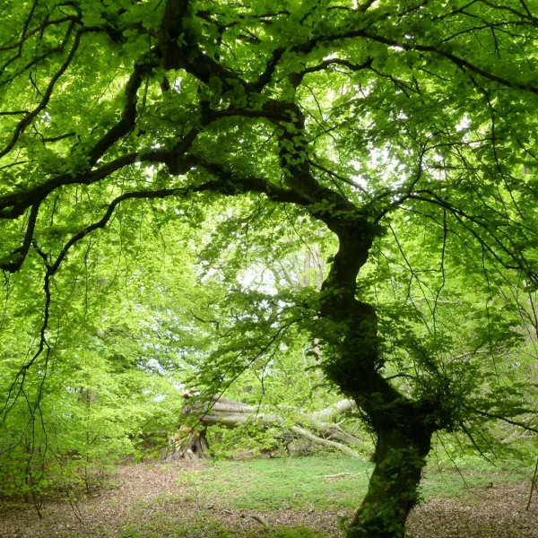 Fagus sylvatica 'Tortuosa' – Fagaceae
