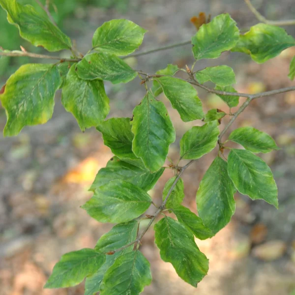 Fagus sylvatica 'Viridivariegata' – Fagaceae