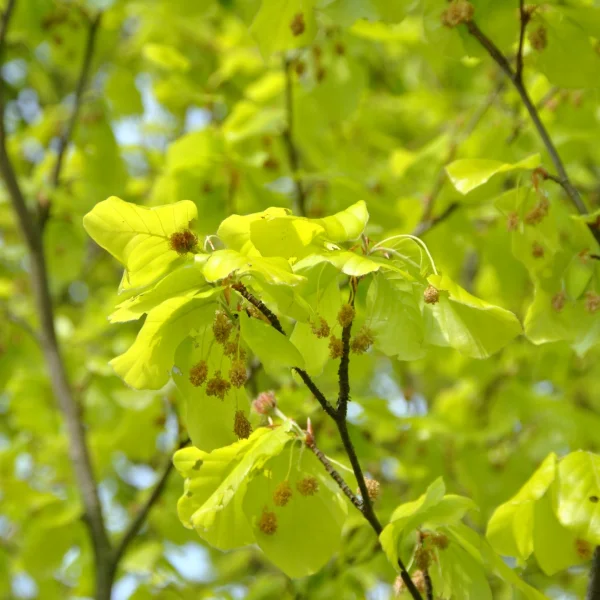 Fagus sylvatica 'Zlatia' – Fagaceae