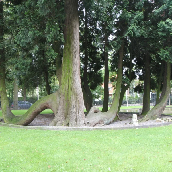 Thuja plicata – Cupressaceae