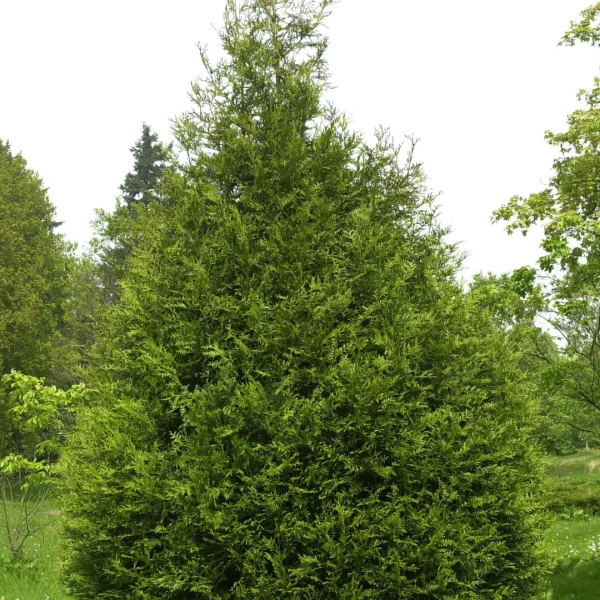 Thuja plicata 'Atrovirens' – Cupressaceae