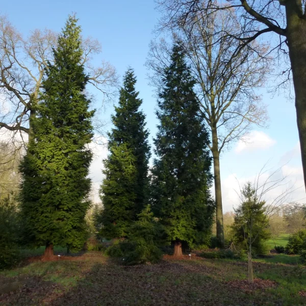 Thuja plicata 'Excelsa' – Cupressaceae