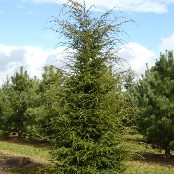 Tsuga canadensis – Pinaceae