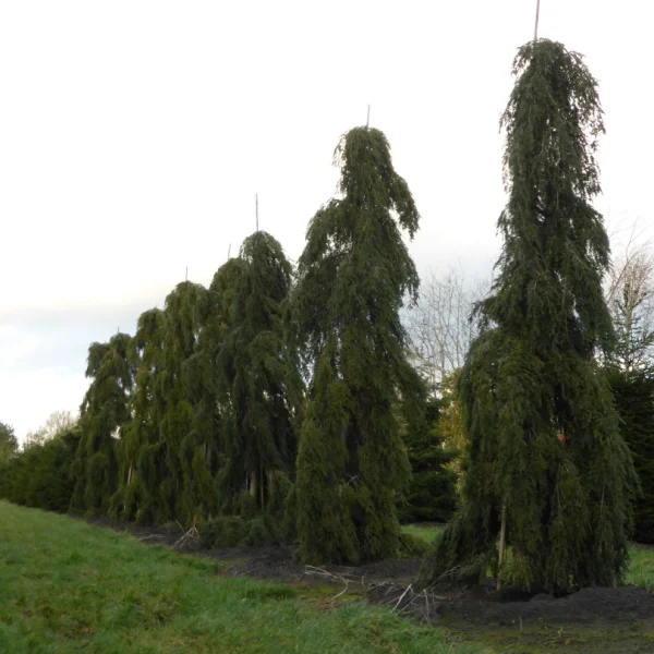Tsuga canadensis 'Pendula' – Pinaceae