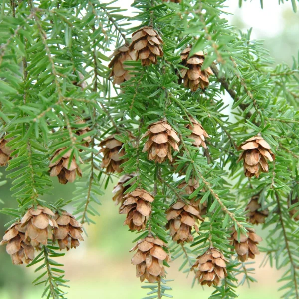 Tsuga heterophylla – Pinaceae