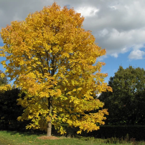Fraxinus americana – Oleaceae