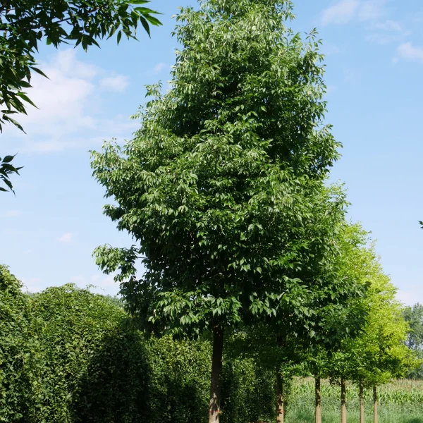 Fraxinus americana 'Autumn Applause' – Oleaceae