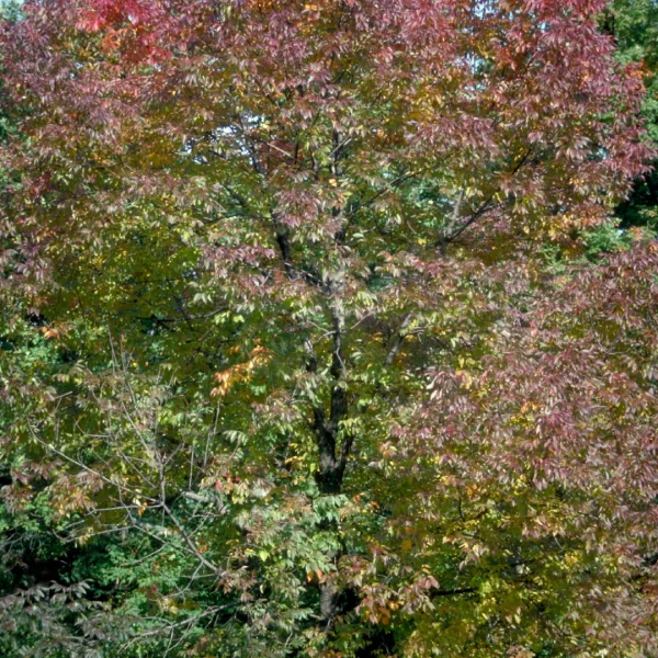 Fraxinus americana 'Autumn Purple' – Oleaceae