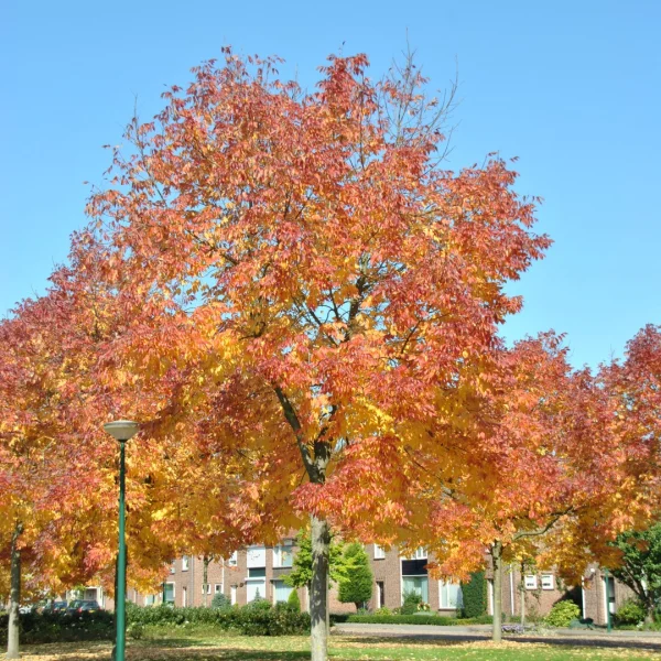 Fraxinus americana var. microcarpa – Oleaceae