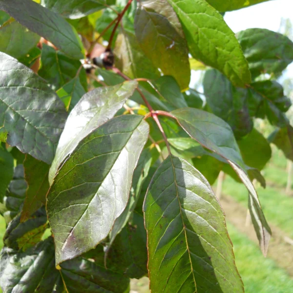 Fraxinus americana WINDY CITY ('Tures') – Oleaceae
