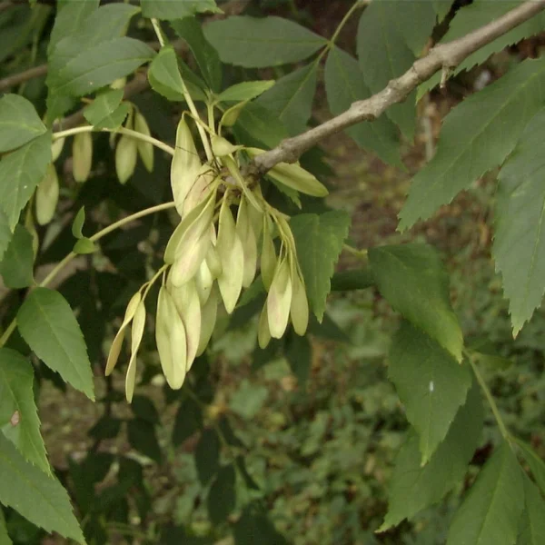 Fraxinus angustifolia – Oleaceae