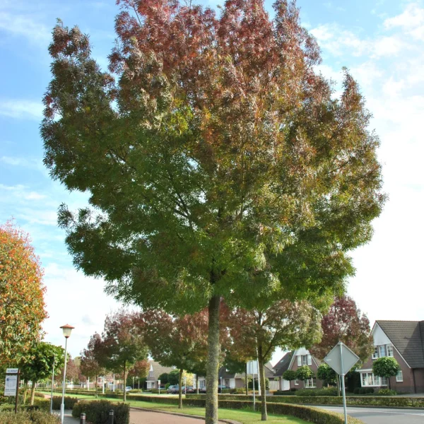 Fraxinus angustifolia 'Raywood' – Oleaceae