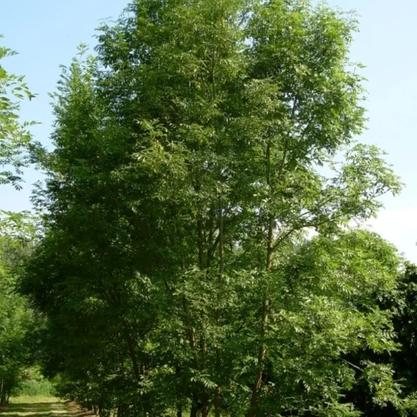 Fraxinus excelsior – Oleaceae
