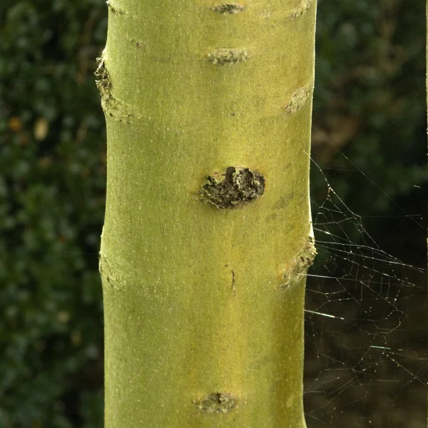 Fraxinus excelsior 'Allgold' – Oleaceae