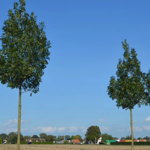 Fraxinus excelsior 'Altena' – Oleaceae