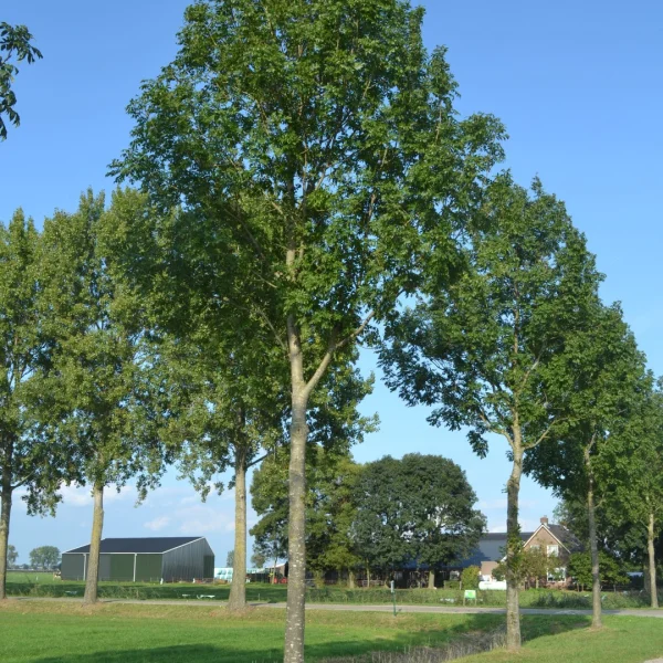 Fraxinus excelsior 'Atlas' – Oleaceae