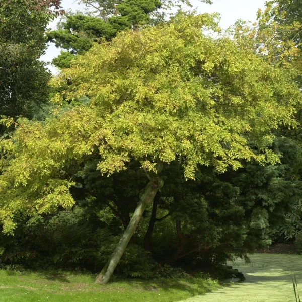 Fraxinus excelsior 'Aurea Pendula' – Oleaceae