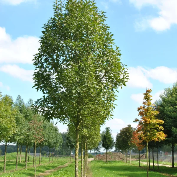 Fraxinus excelsior 'Diversifolia' – Oleaceae