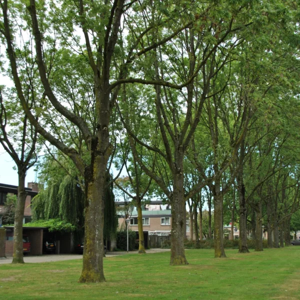 Fraxinus excelsior 'Eureka' – Oleaceae