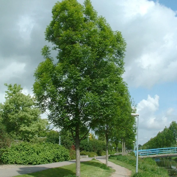 Fraxinus excelsior 'Geessink' – Oleaceae
