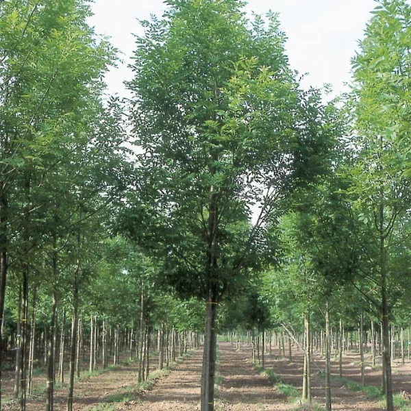 Fraxinus excelsior 'Grift' – Oleaceae