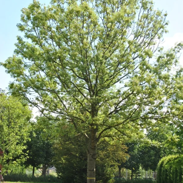 Fraxinus excelsior 'Jaspidea' – Oleaceae