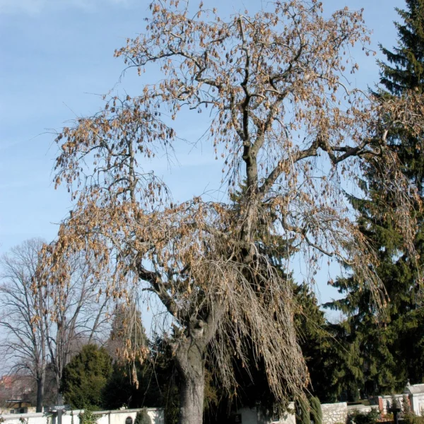Fraxinus excelsior 'Pendula' – Oleaceae