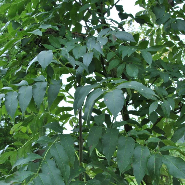 Fraxinus excelsior 'Westhof's Glorie' – Oleaceae