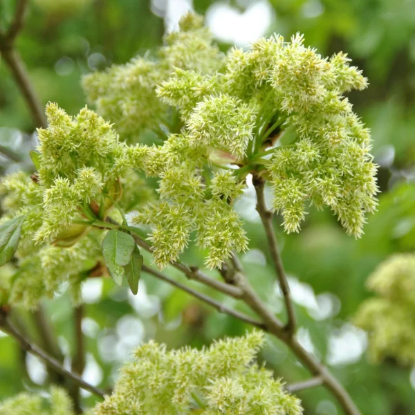 Fraxinus ornus – Oleaceae