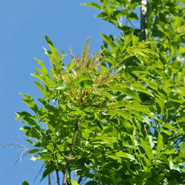 Fraxinus ornus OBELISK ('Paus Johannes Paulus II') – Oleaceae