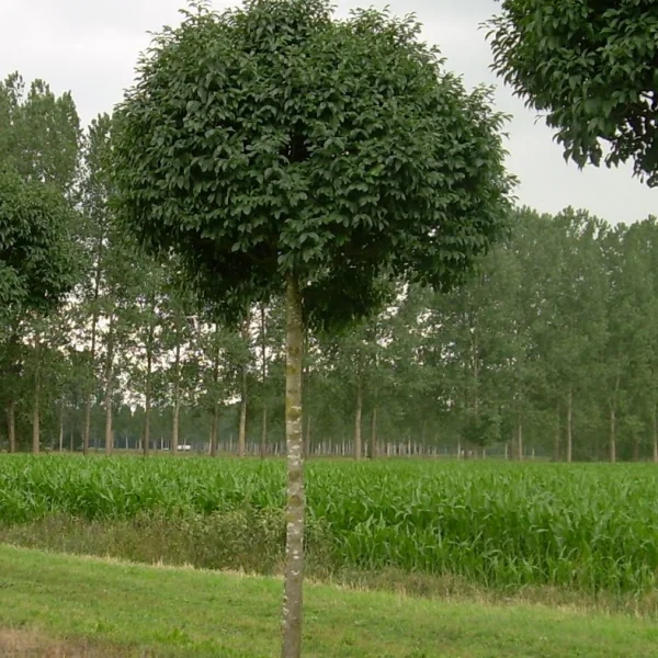 Fraxinus ornus 'Mecsek' – Oleaceae