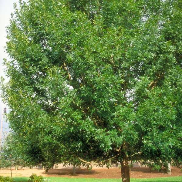Fraxinus pennsylvanica 'Patmore' – Oleaceae