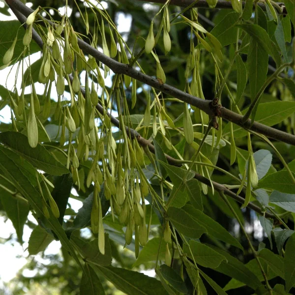 Fraxinus pennsylvanica 'Urbanite' – Oleaceae