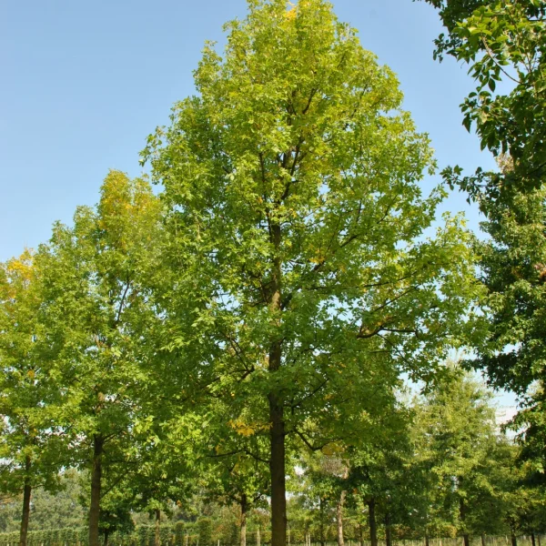 Fraxinus pennsylvanica 'Zundert' – Oleaceae