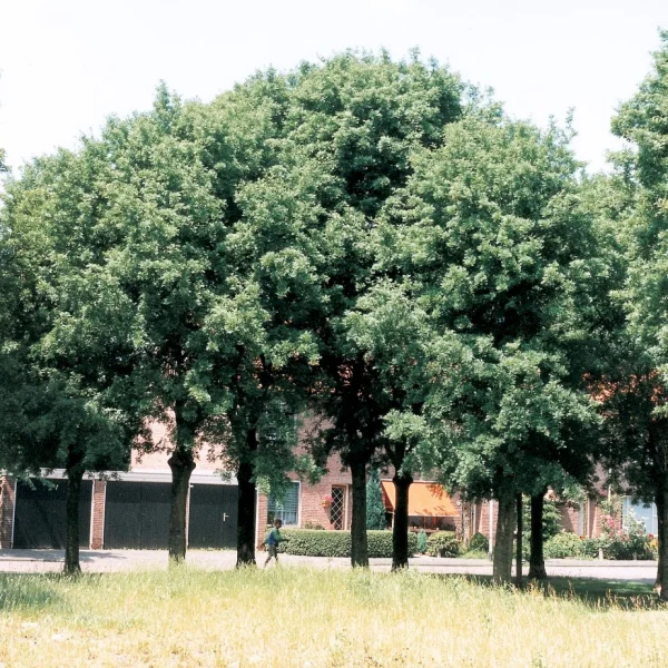 Fraxinus xanthoxyloides – Oleaceae