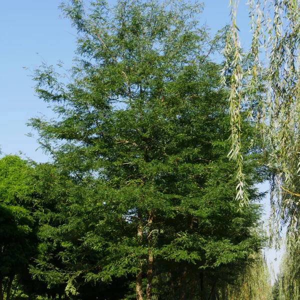 Gleditsia triacanthos – Fabaceae