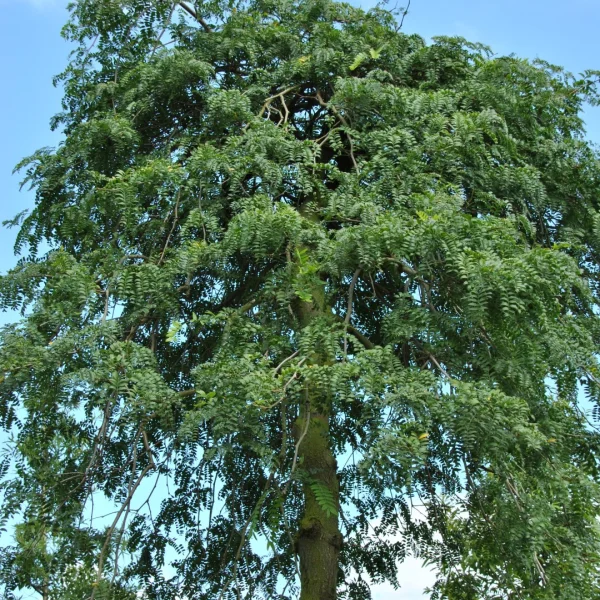 Gleditsia triacanthos 'Emerald Cascade' – Fabaceae